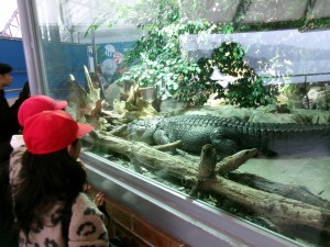 KODAK Digital Still Camera